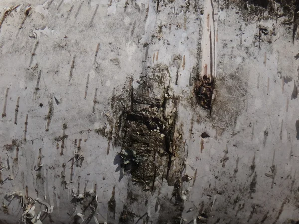 Texture of birch tree bark — Stock Photo, Image