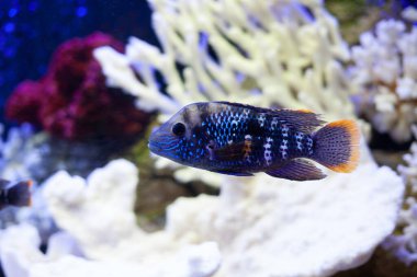 Mavi deniz suyundaki parlak, güzel okyanus balığı.