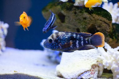 Mavi deniz suyundaki parlak, güzel okyanus balığı.