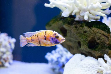 Mavi deniz suyundaki parlak, güzel okyanus balığı.