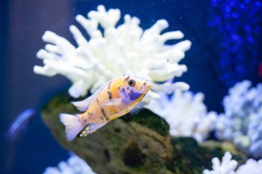 Mavi deniz suyundaki parlak, güzel okyanus balığı.