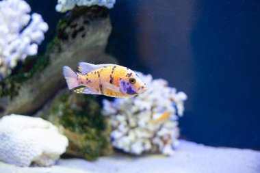 Mavi deniz suyundaki parlak, güzel okyanus balığı.