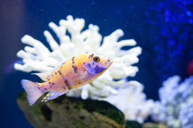 Mavi deniz suyundaki parlak, güzel okyanus balığı.