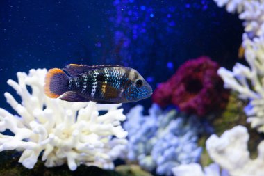 Mavi deniz suyundaki parlak, güzel okyanus balığı.