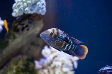 Mavi deniz suyundaki parlak, güzel okyanus balığı.