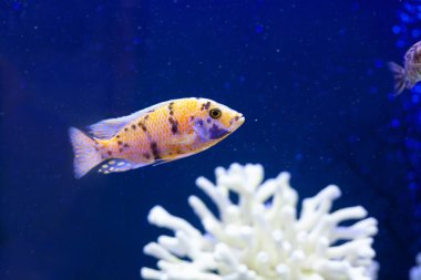 Mavi deniz suyundaki parlak, güzel okyanus balığı.