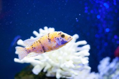 Mavi deniz suyundaki parlak, güzel okyanus balığı.