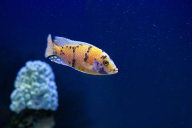 Mavi deniz suyundaki parlak, güzel okyanus balığı.