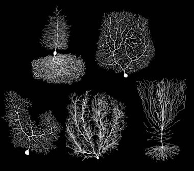 human development biology neuron with cell in black and white clipart