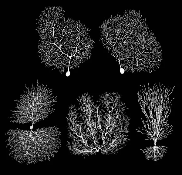 Siyah beyaz hücreli insan gelişim biyolojisi nöronu