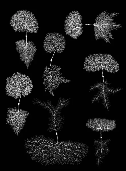 Siyah beyaz hücreli insan gelişim biyolojisi nöronu