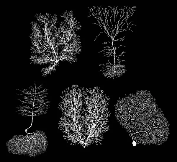 黒と白の細胞を持つヒトの発生生物学的ニューロンは — ストック写真