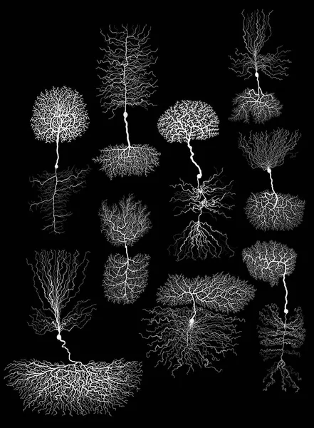 Neurone Biologie Développement Humain Avec Cellule Noir Blanc — Photo