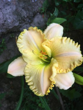 Yeşil arka planda güzel çiçekler güller ve tozluklar