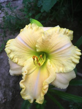 Yeşil arka planda güzel çiçekler güller ve tozluklar