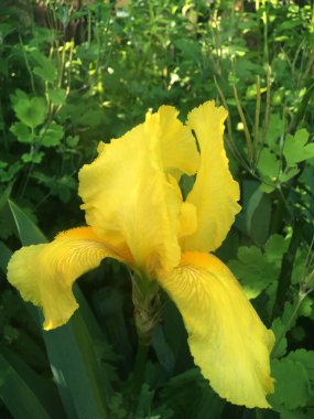 Yeşil arka planda güzel çiçekler güller ve tozluklar