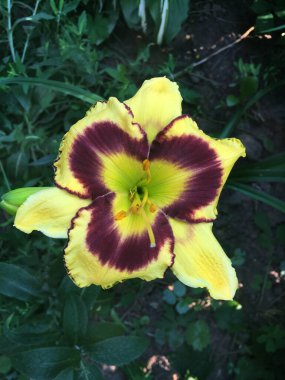 Yeşil arka planda güzel çiçekler güller ve tozluklar