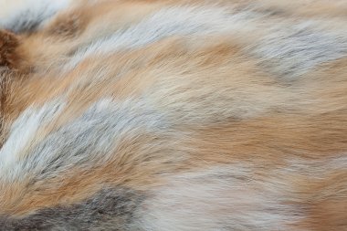 fox fur texture background clipart