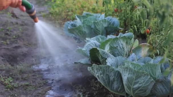 Eine ältere Frauenhand hält eine Gießkanne und gießt einen Gemüsegarten. — Stockvideo