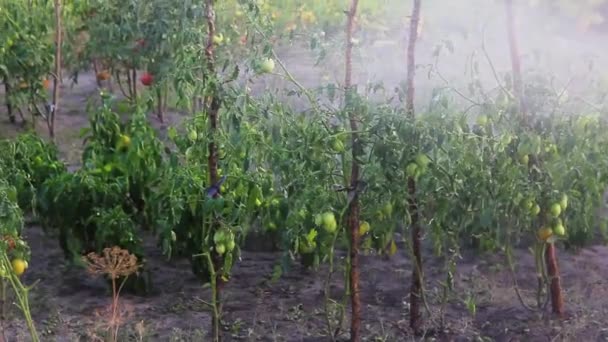 Jardín de riego con primer plano vegetal. — Vídeos de Stock