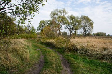 Sonbahar manzarası, çayırdaki sarı çimenler, kır yolu, ağaçlar ve bulutlu gökyüzü..