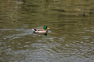 Ördek yazın nehirde yüzüyor..