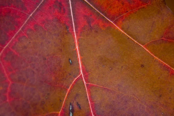 Rode Herfstblad Macro Close Prachtige Natuurlijke Achtergrond — Stockfoto