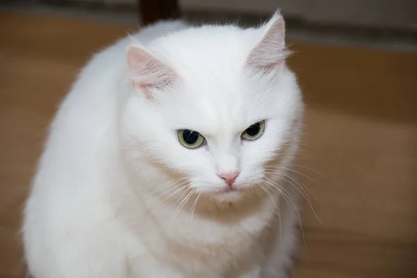 美丽的白猫在家里 — 图库照片