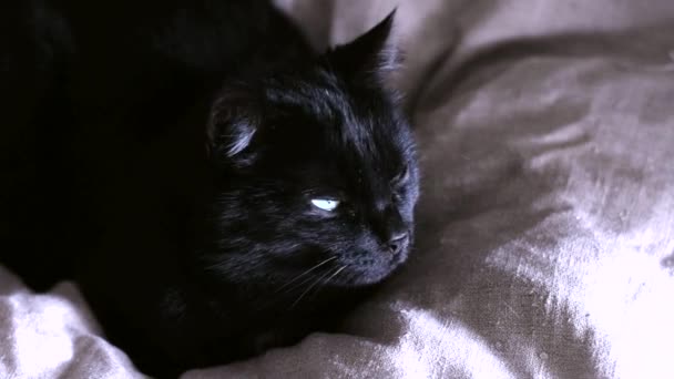 Gato Doméstico Preto Com Olhos Amarelos Deitado Uma Sala Tecido — Vídeo de Stock