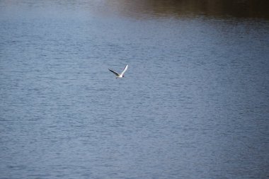 Nehir kuşu martıları güneşli bir bahar günü suyun üzerinde uçar..
