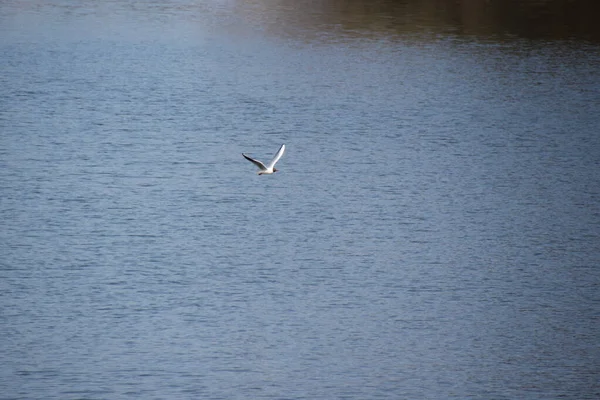 川の鳥のカモメは春の晴れた日に水の上を飛ぶ — ストック写真