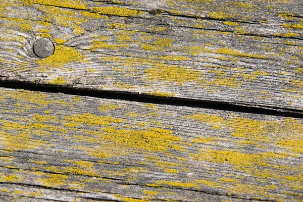 Tekstura Drewna Tło Przestrzenią Kopiowania Stare Drewniane Deski Porośnięte Porostem — Zdjęcie stockowe