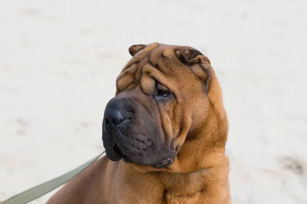Shar Pei Hund Auf Dem Sand Strand Eines Stadtflusses Bei — Stockfoto