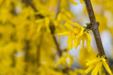 Çiçekli çalı pervazı. Sarı bahar çiçekleri, kopyalama alanı.