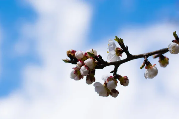 Piękny Wiosenny Kwiat Moreli Kwitnący Ogród Wiosną Słoneczną Ciepłą Pogodę — Zdjęcie stockowe
