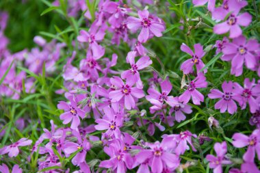 Doğal desen, bir sürü küçük leylak çiçeği. Metin için yer alan bahar arkaplanı