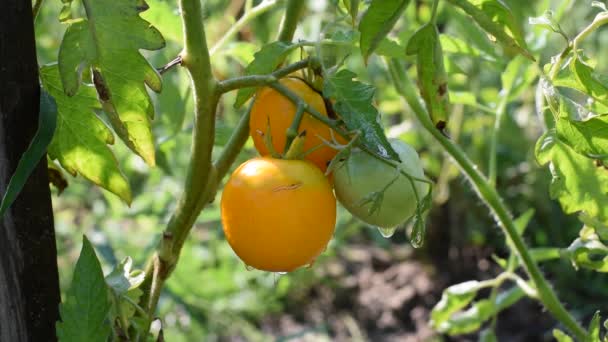 Biologische Verse Groentetomaten Het Tuinbed Waterdruppels Groene Rijpe Tomaten Landbouwindustrie — Stockvideo