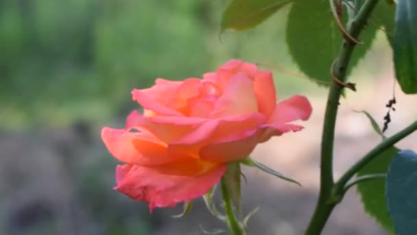 Rosa Rosa Muy Hermosa Jardín Verano Tiempo Lluvioso Gotas Agua — Vídeo de stock