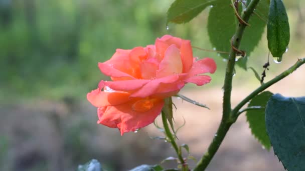 Velmi Krásná Růžová Růže Zahradě Létě Větrného Počasí — Stock video