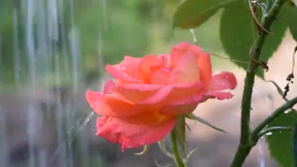 非常に美しいピンクは雨の日に庭で育ちました 花に水を垂らす — ストック動画