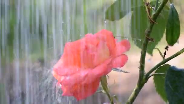 非常に美しいピンクは雨の日に庭で育ちました 花に水を垂らす — ストック動画
