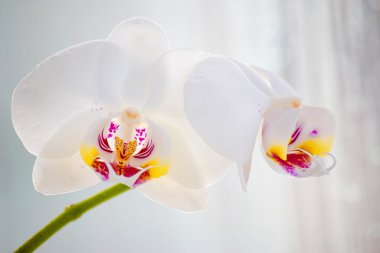 Orkide çiçek yakın çekim