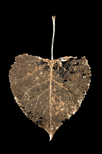 Skeletonized leaf linden