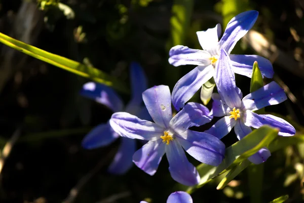Flowering plants Hionodoksa — Stock Photo, Image