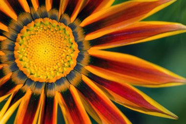 Gazania çiçek çekirdek