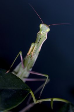Mantis, makro