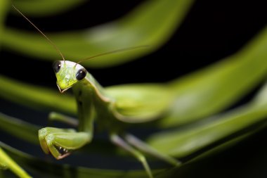 Mantis, makro