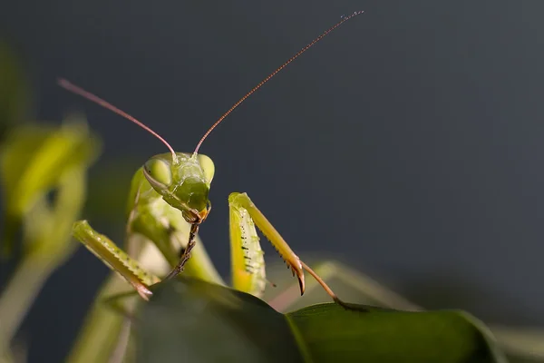 Mantis em macro — Fotografia de Stock