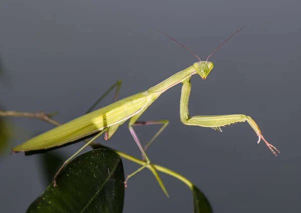 Mantis em macro — Fotografia de Stock