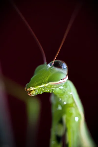 Mantis em macro — Fotografia de Stock